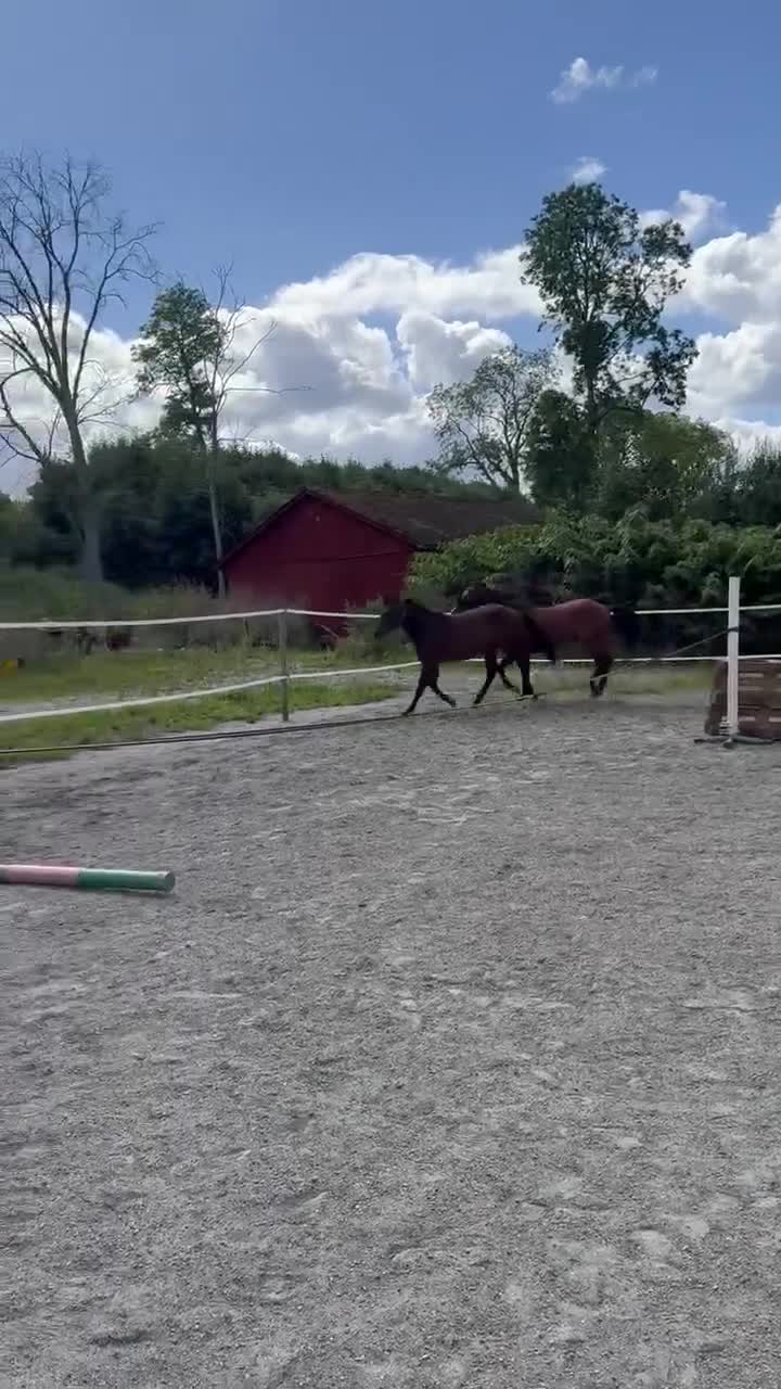 Western hästar till salu: Vacker Quarter kille 💗 - Video 2