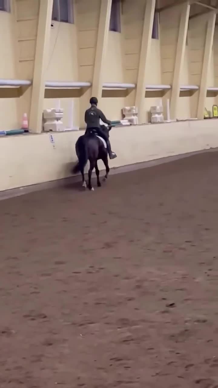 Allround hästar till salu: Nätt och trevligt sto - Video 1