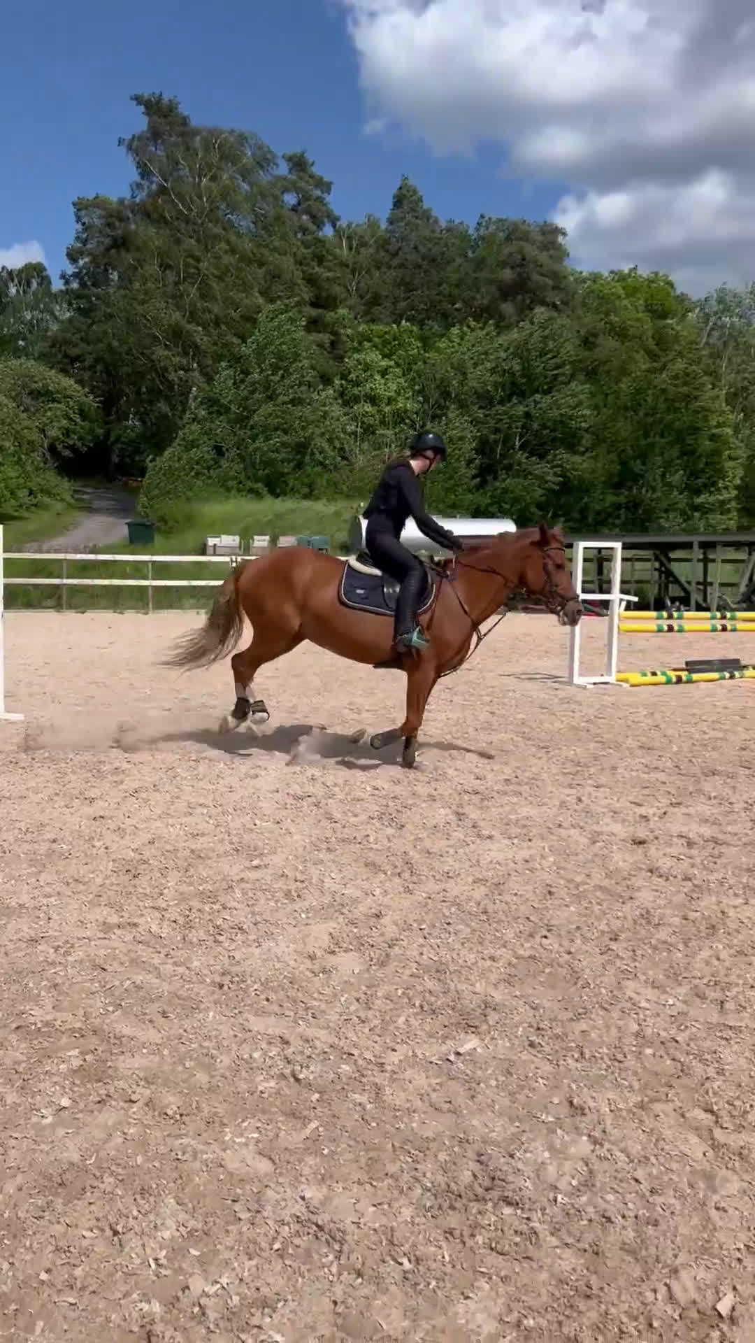 Allround hästar till salu: Rosettplockare och multitalang  i Gusum - Video 4