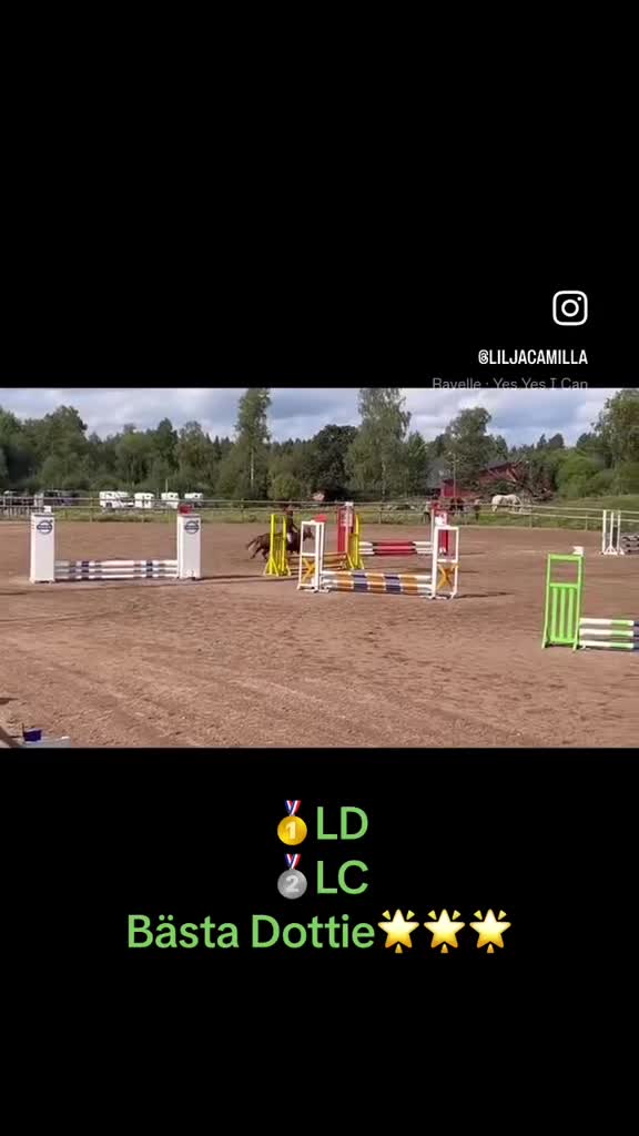 Dressyr hästar till salu: Vacker och genom-snällt welshsto - Video 2