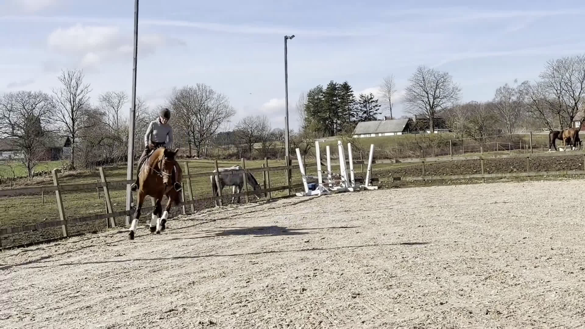 Allround hästar till salu: ⭐️TALANGFULLT STO MED MYCKET FIN PERSONLIGHET⭐️ - Video 1