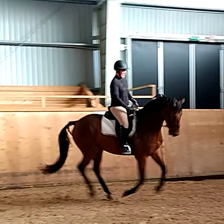 Dressyr hästar till salu: Din nästa stjärna  i Insjön - Video 1