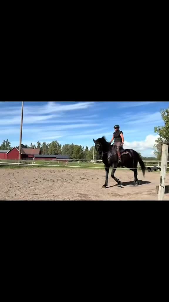 Allround hästar till salu: Vacker stor ståtlig valack  - Video 1