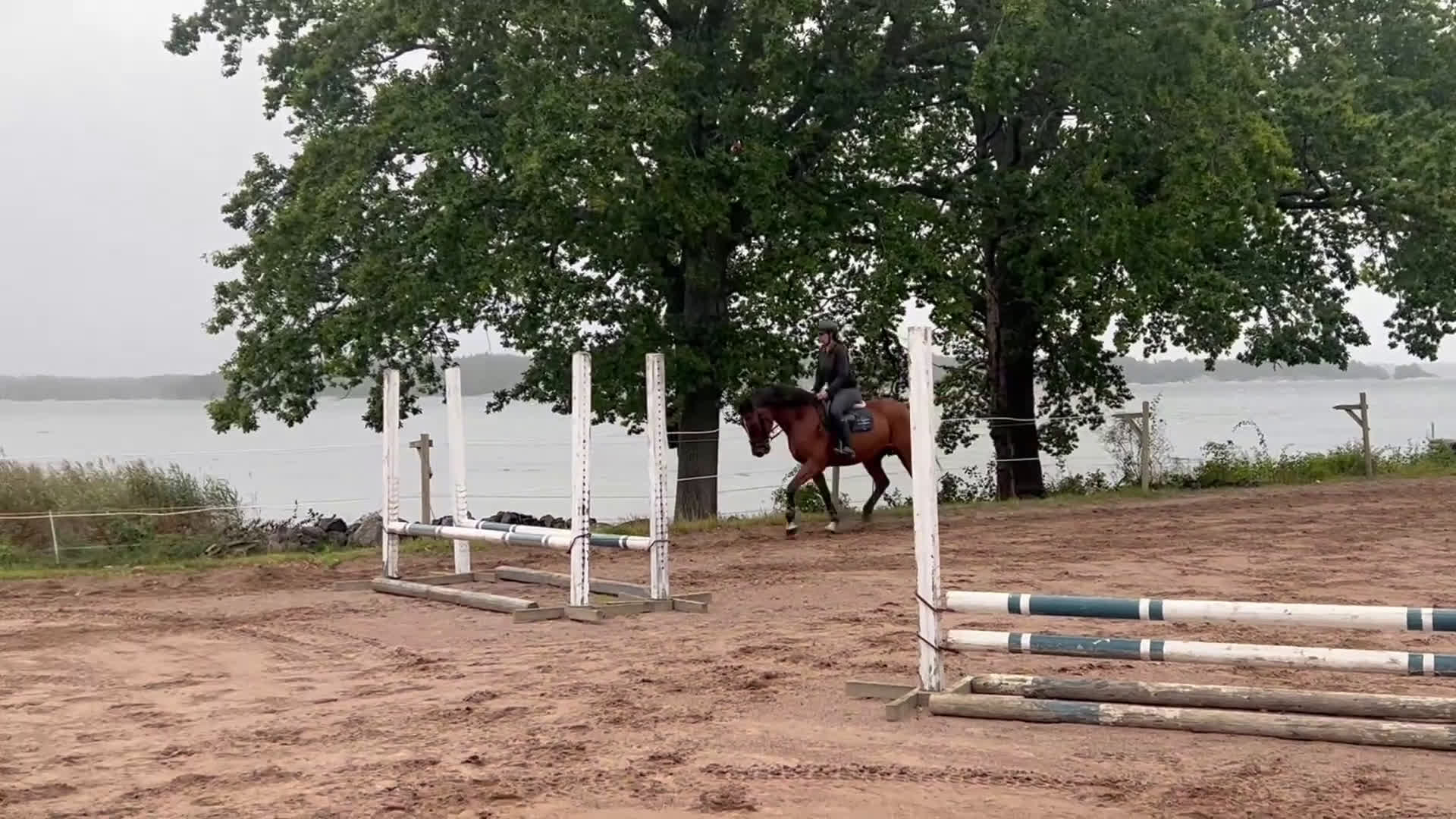 Hoppning hästar till salu: Lovande Valack i Västervik - Video 1