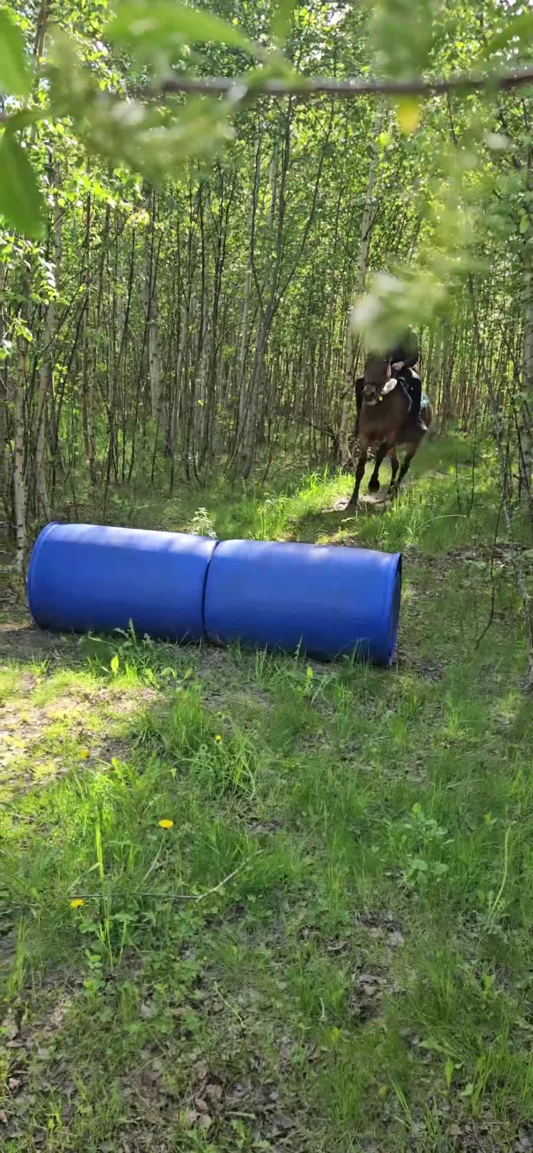 Allround hästar till salu: Hopp- & projektponny med stor potential! - Video 4