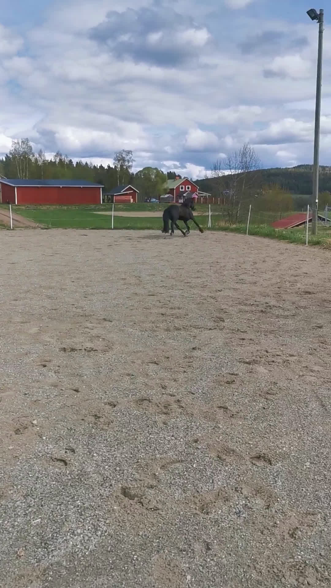 Allround hästar till salu: Sportigt Sto! Trav,rid, avel i Leksand - Video 1