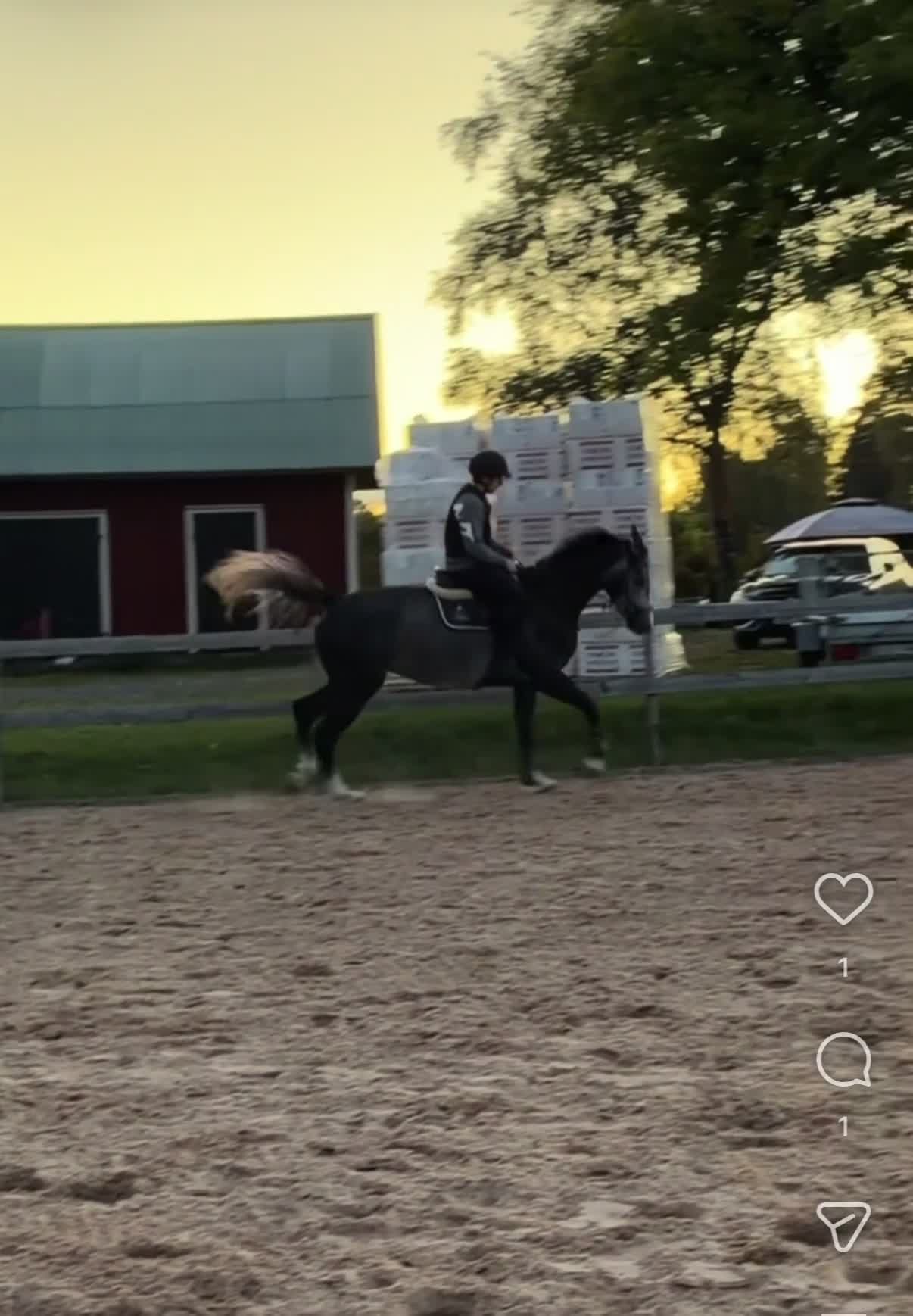 Hoppning hästar till salu: Fantastisk 4åring med fin stam! - Video 2