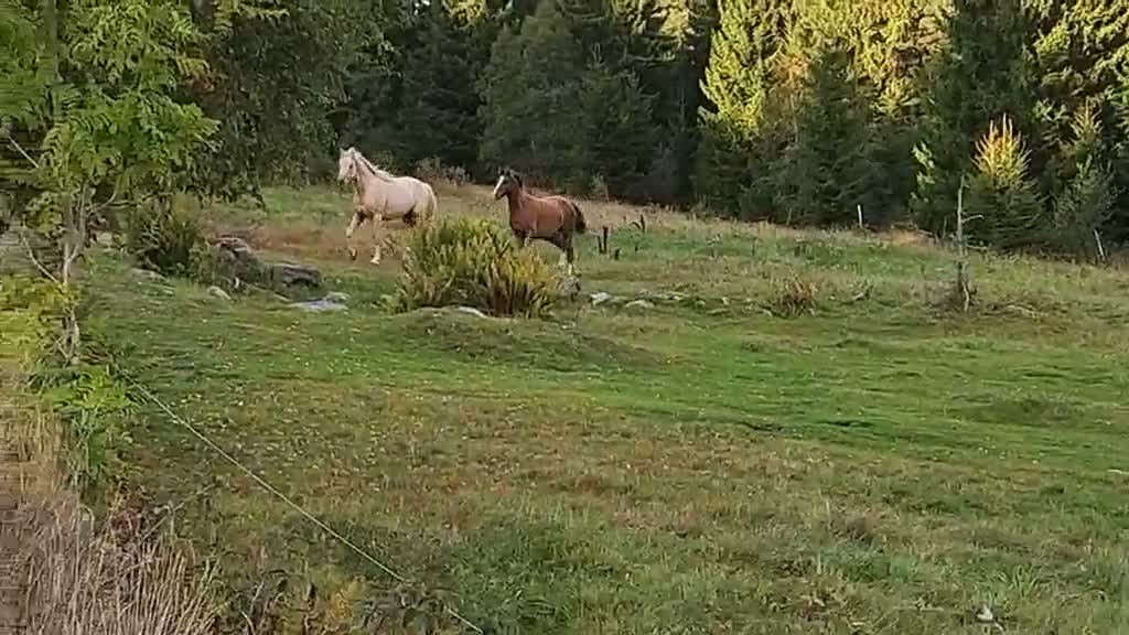 Allround hästar till salu: Trevlig unghäst med bra stam ⭐️ - Video 2