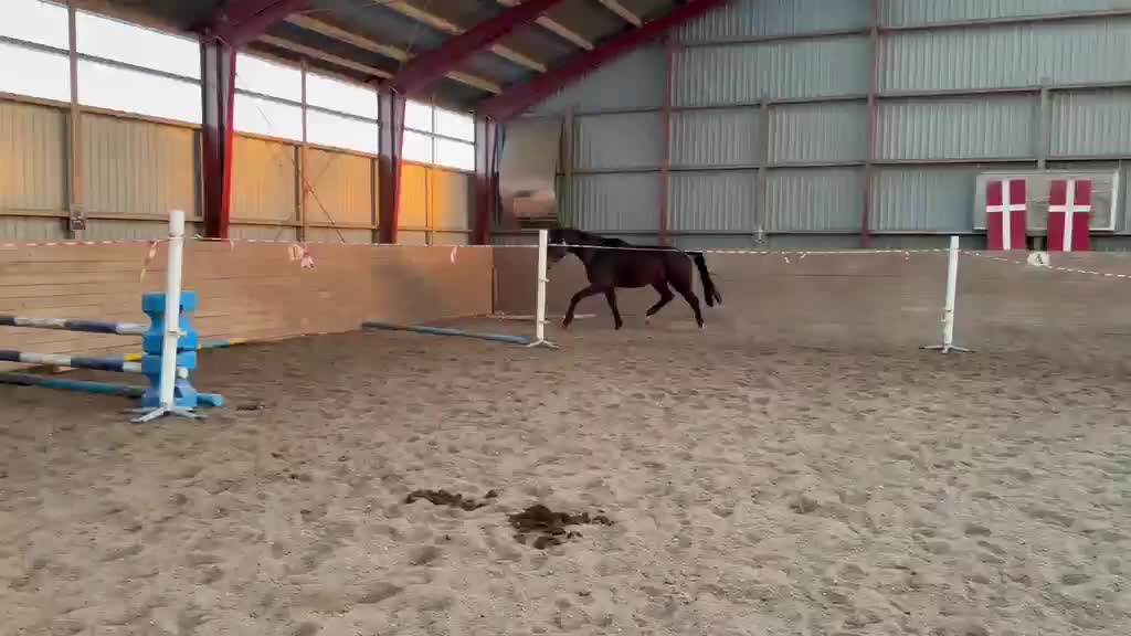 Hoppning hästar till salu: 4-års vallak med stærk springafstamning – “Sofus - Video 1