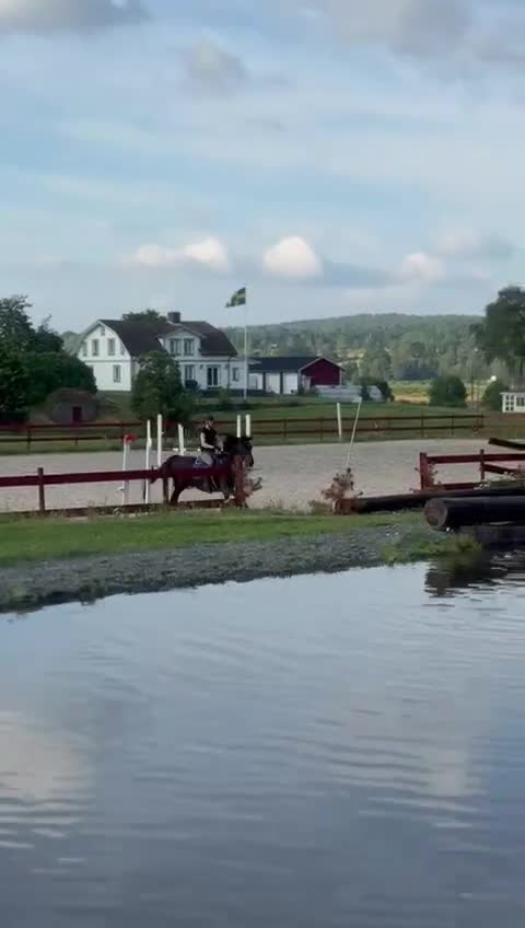 Allround hästar till salu: Charmig New forest - Video 5