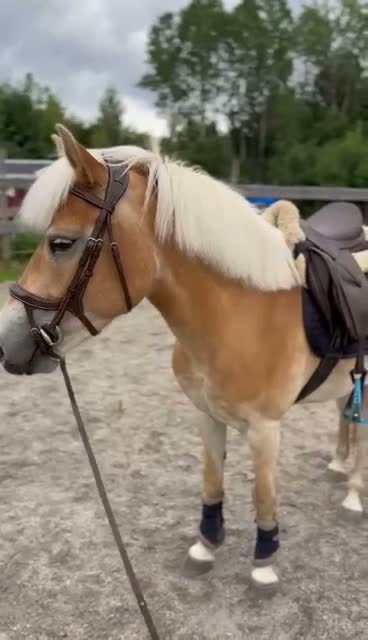 Allround hästar till salu: Världens bästa maja❤️ - Video 1