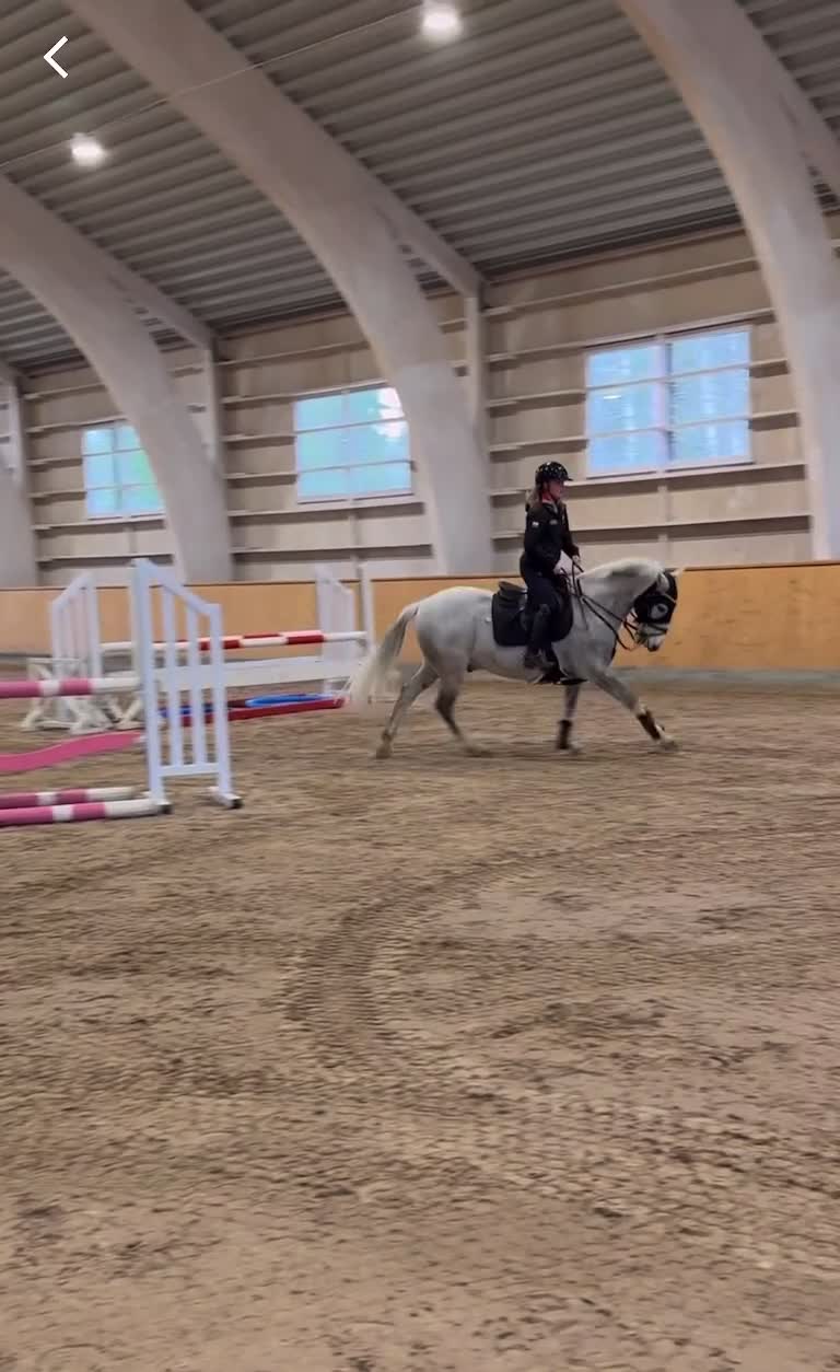 Hoppning hästar till salu: Snygg valack - Video 1