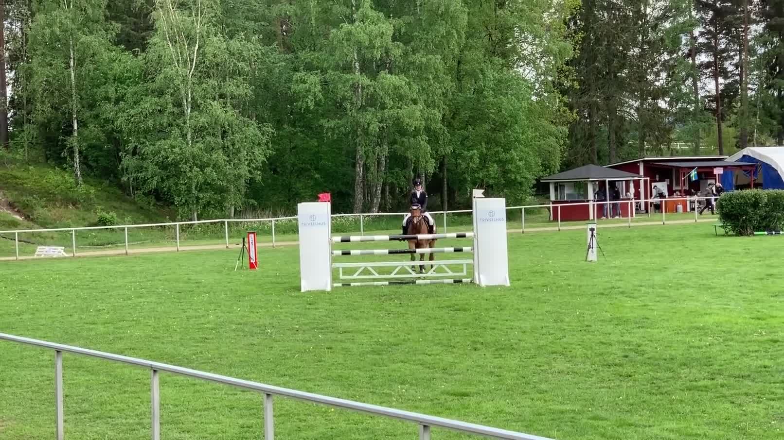 Allround hästar till salu: Socialt och trevligt sto - Video 3