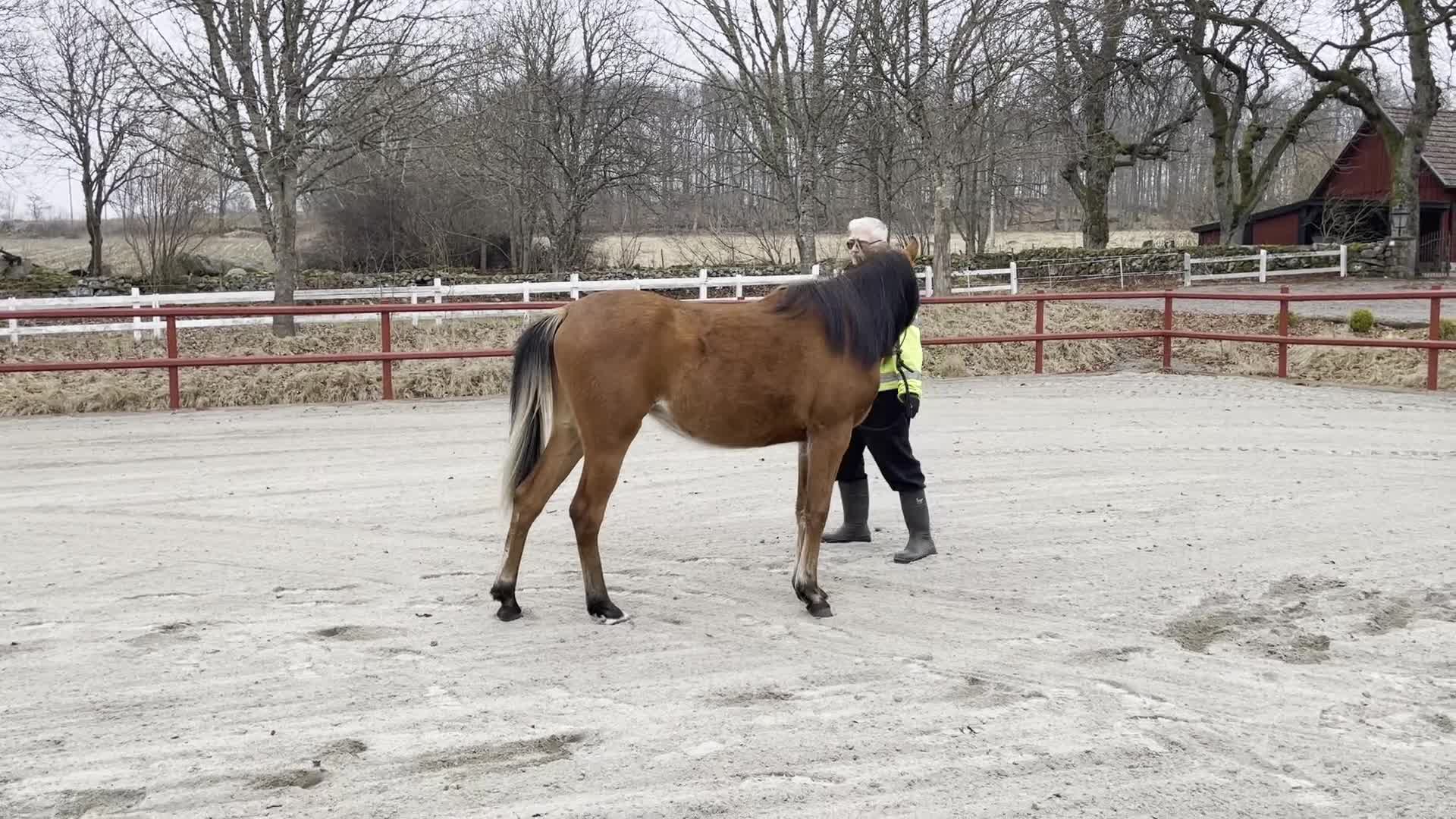 Allround hästar till salu: Mycket trevligt arabiskt ungsto med toppstam  - Video 1