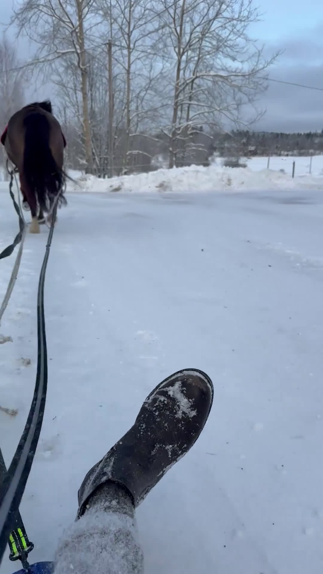 Allround hästar till salu: Supergulligt B ponny sto!  - Video 1