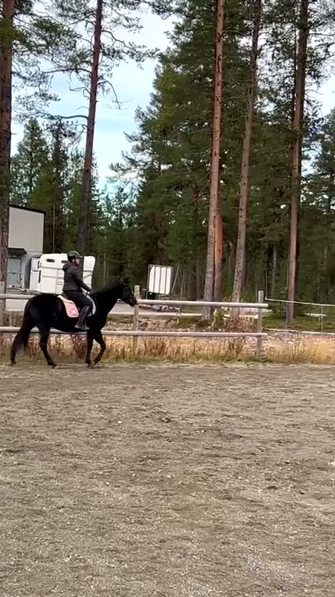 Allround hästar till salu: 🌟Vacker d-ponny🌟 - Video 1
