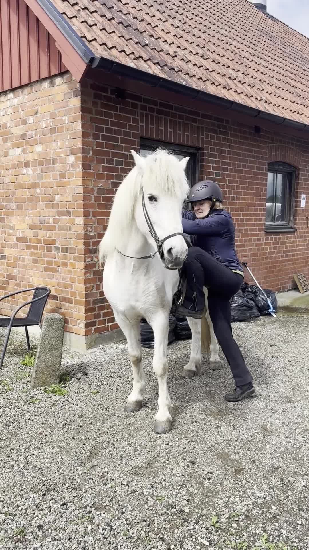 Island hästar till salu: En riktig bästa kompis! i Torna-hällestad - Video 5