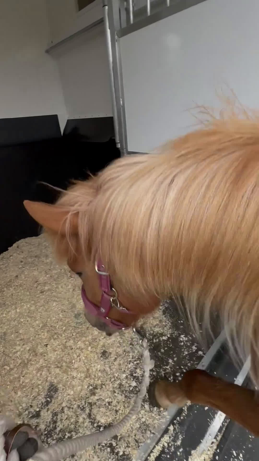 Island hästar till salu: Gullan - barnbarn till en 🌟!! i Skånes Fagerhult - Video 2