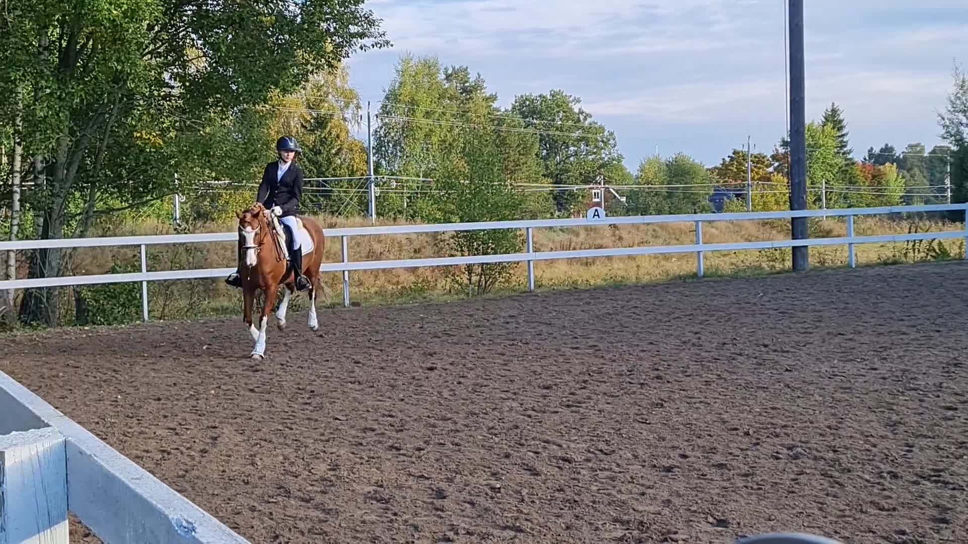 Dressyr hästar till salu: Kvalitetsponny- rolig att rida varje dag - Video 3