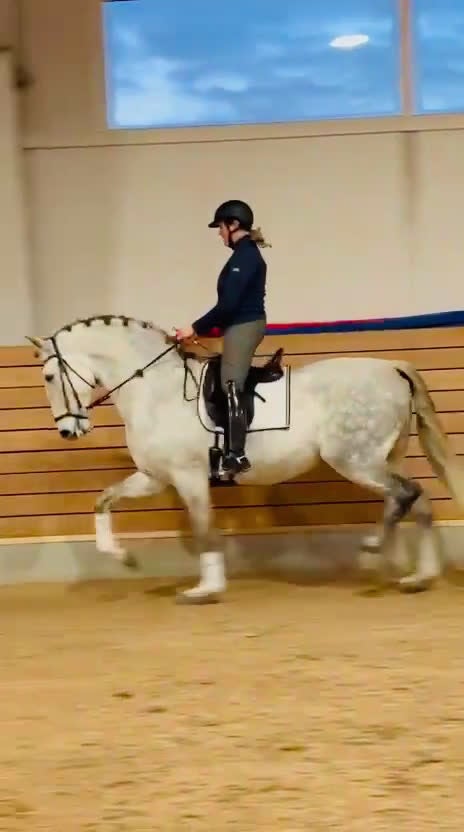 Dressyr hästar till salu: Ståtlig valack med hjärta av guld!  i Överhörnäs - Video 3