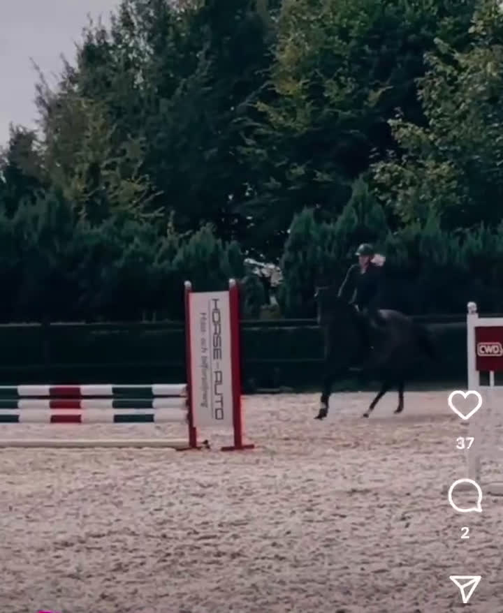 Allround hästar till salu: Snäll maxad d ponny - Video 1