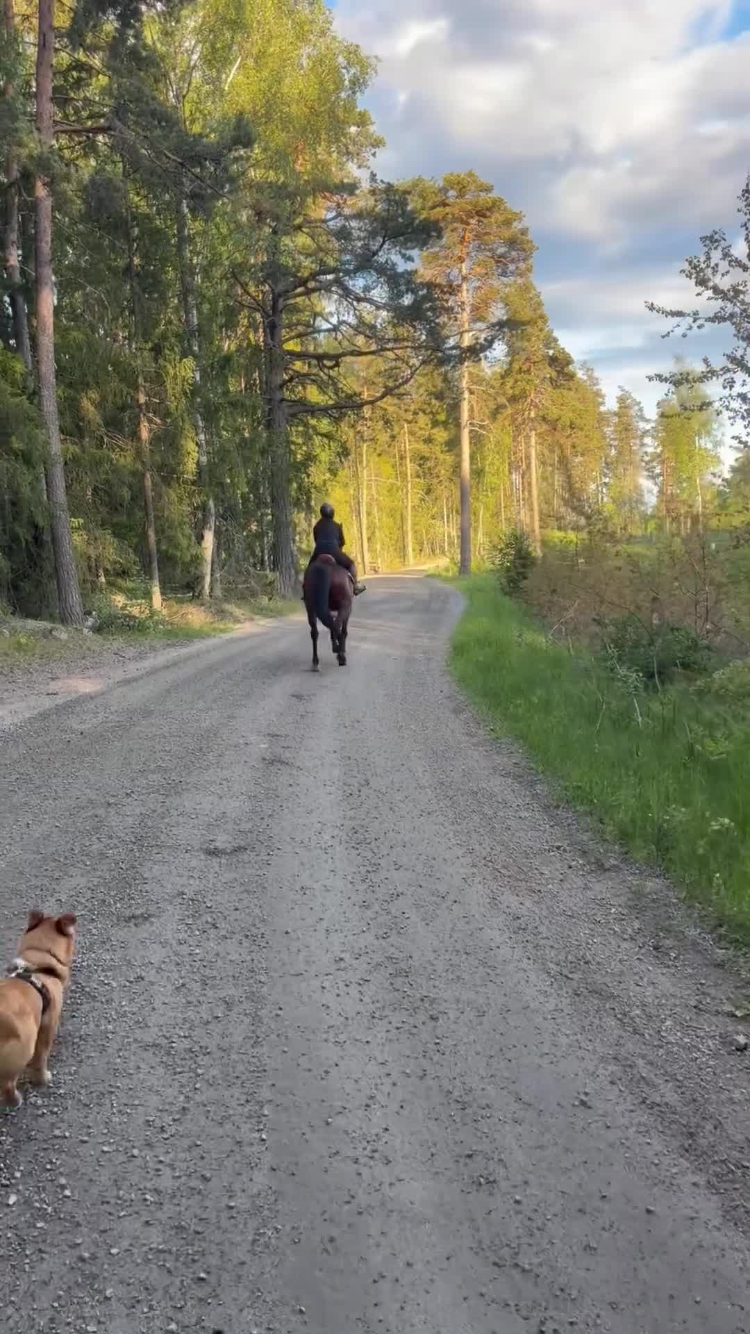 Allround hästar till salu: Bästa vän till rutinerad ryttare i Rimbo - Video 4