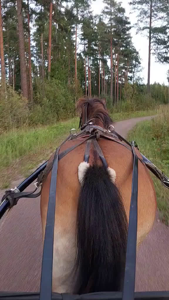 Trav hästar till salu: Spjutbo Ragnar  i Lövstabruk - Video 1