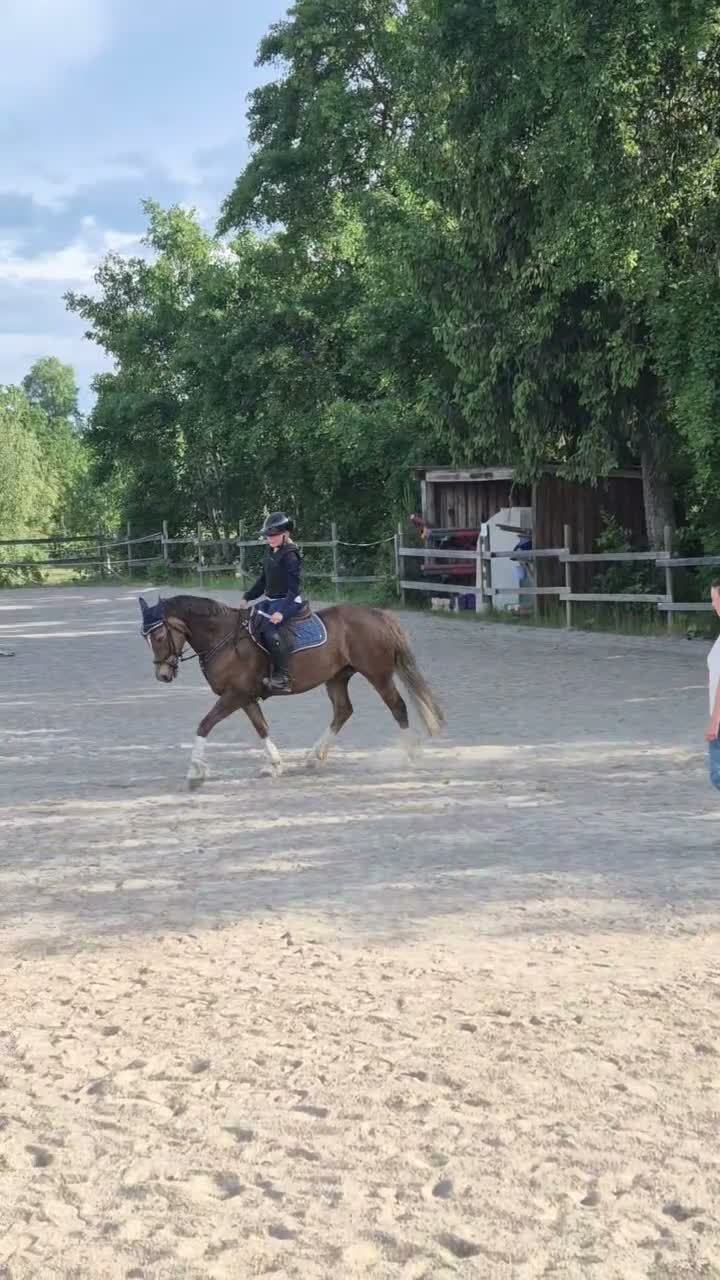 Allround hästar till salu: Fin D-Ponny - Video 1