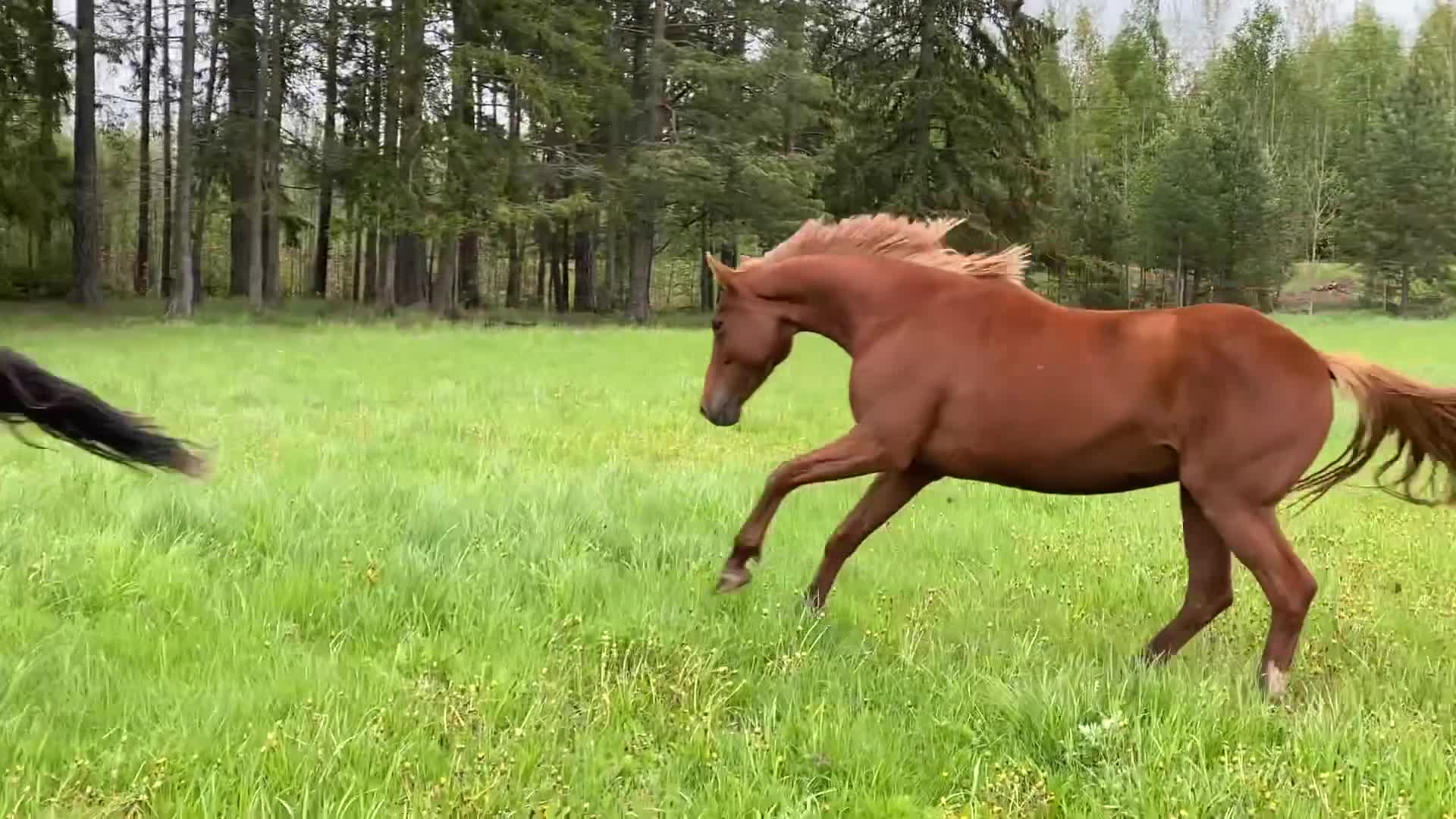 Avelshästar hästar till salu: Avelssto med GP syskon i Vintrosa - Video 1