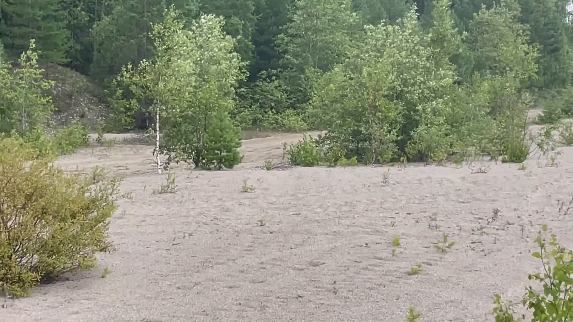 Allround hästar till salu: Trevlig ridhäst i Valbo - Video 2