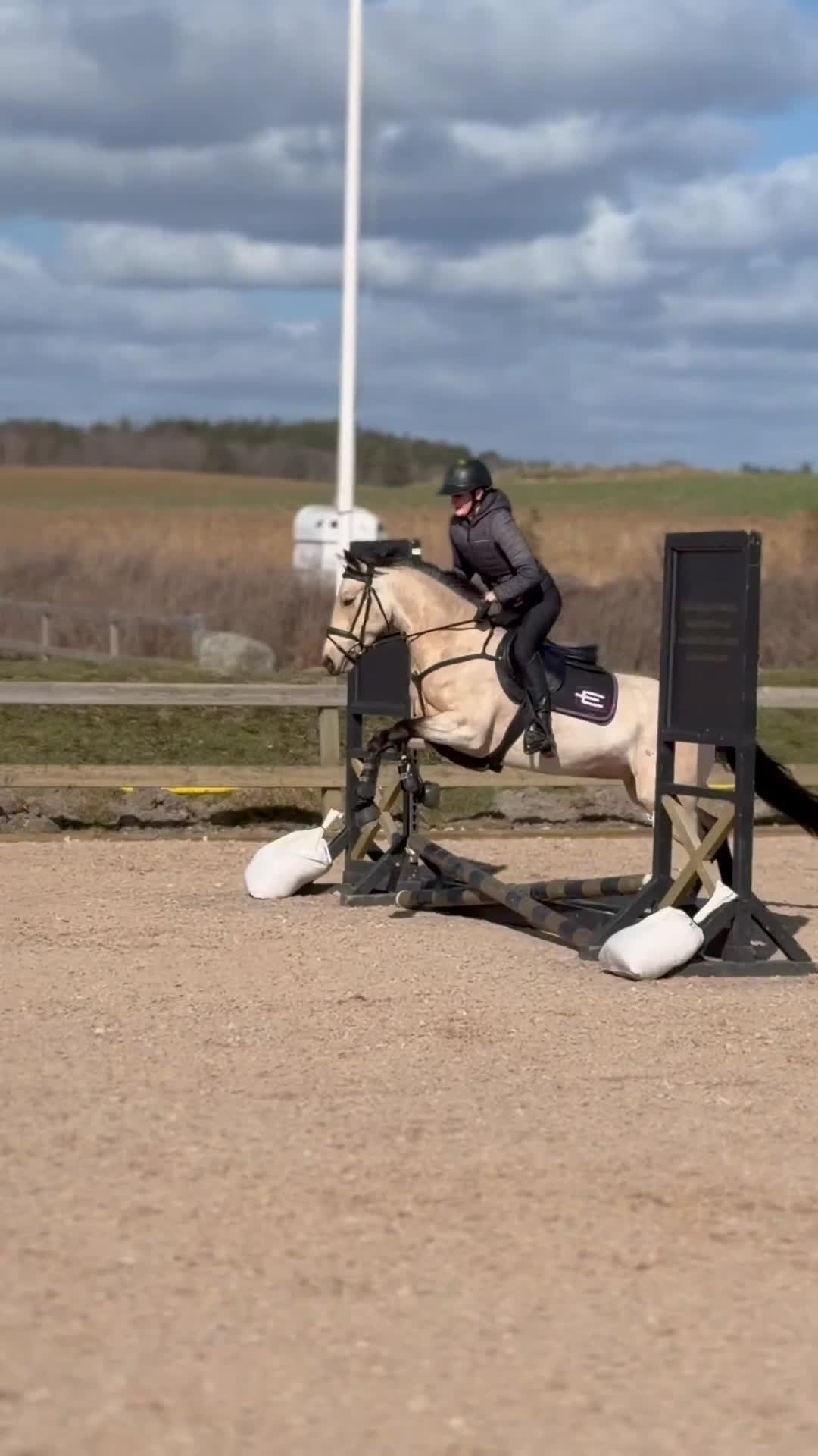 Hoppning hästar till salu: Sockersött 5-årigt svenskfött Connemarasto - Video 3