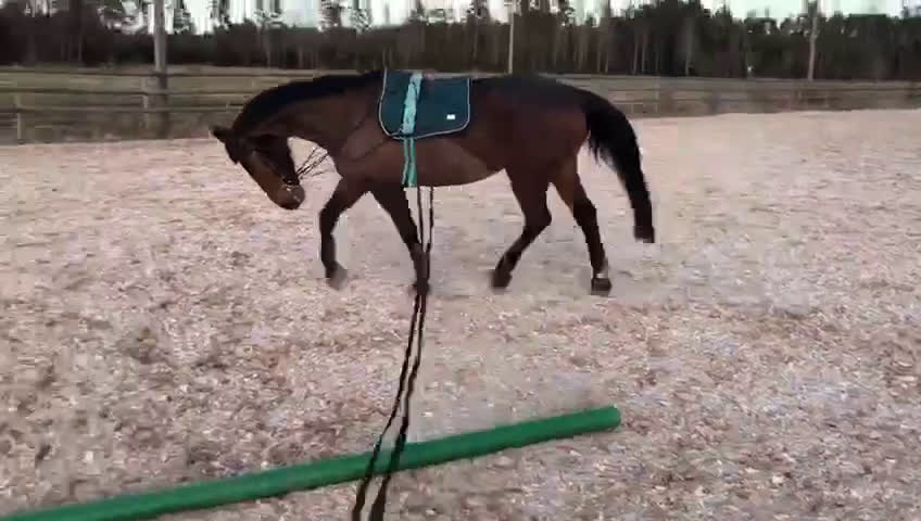 Allround hästar till salu: Trevlig allround/hobbyhäst  - Video 1