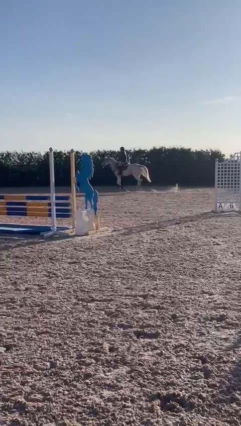 Övrigt hästar till salu: Fint Zangersheide sto i Vadstena - Video 4