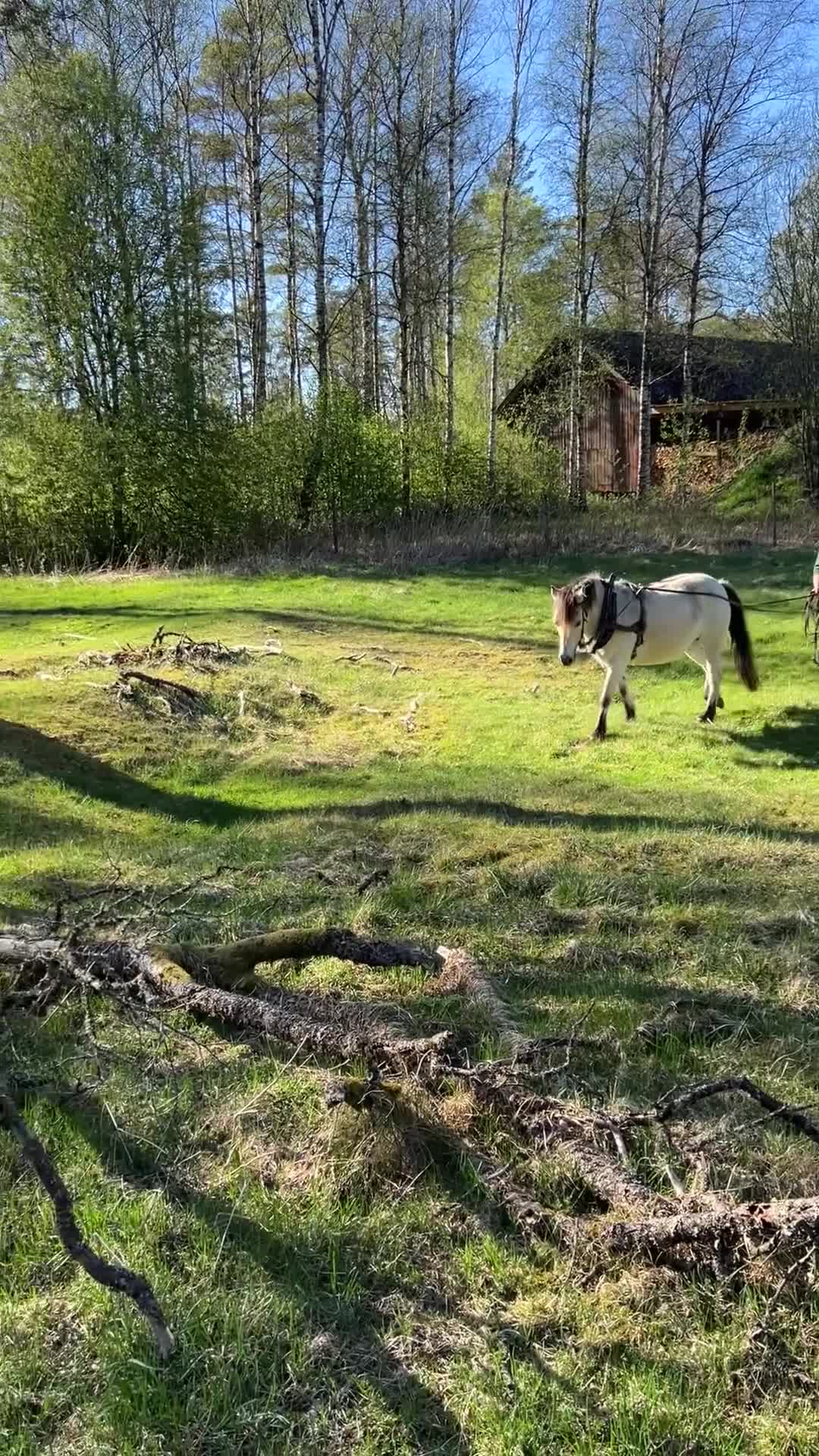 Avelshästar hästar till salu: Supersnällt avelssto i Månstad - Video 2