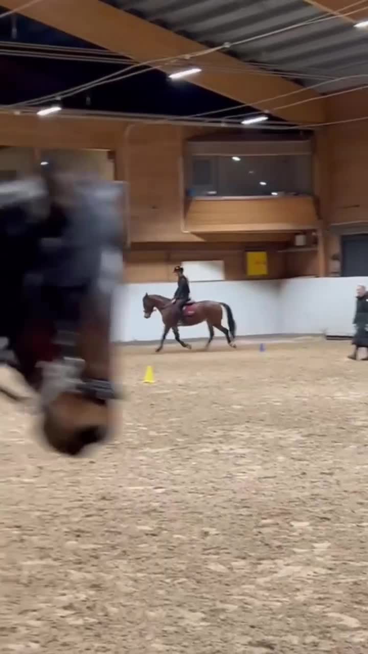 Hoppning hästar till salu: Sockersöt ponny - Video 2