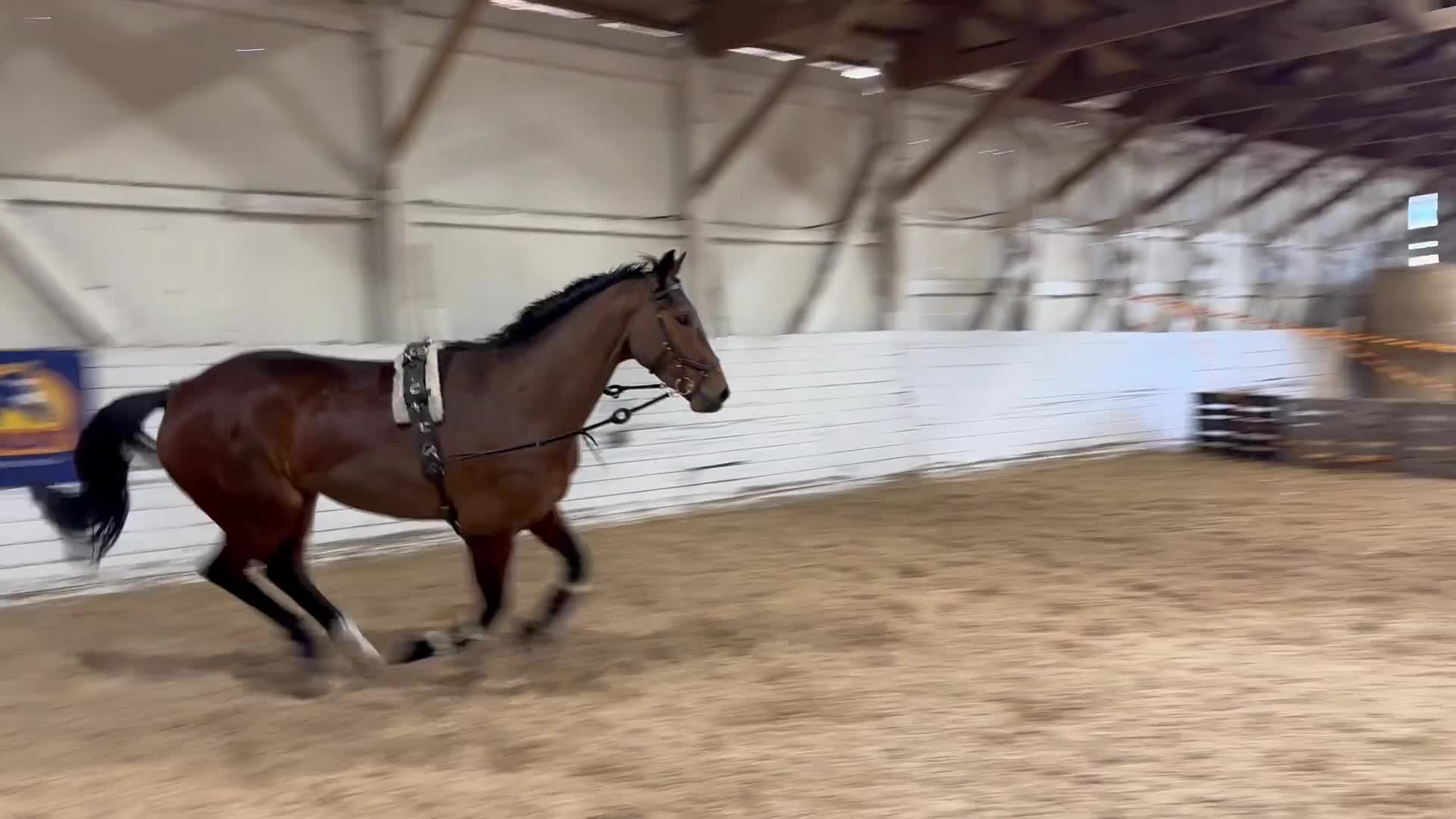 Hoppning hästar till salu: Trevlig valack! - Video 4