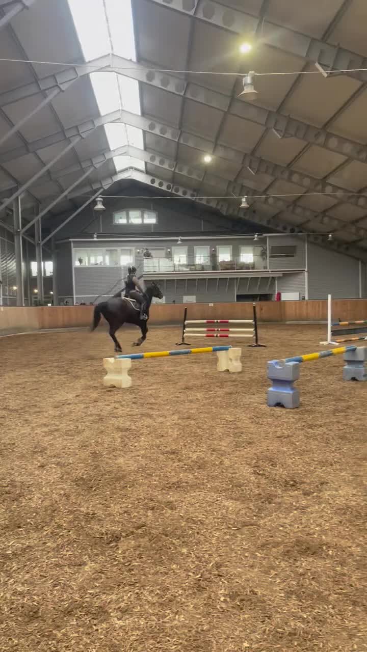 Hoppning hästar till salu: Hopp/fälttävlans sto m coolt psyke  - Video 3