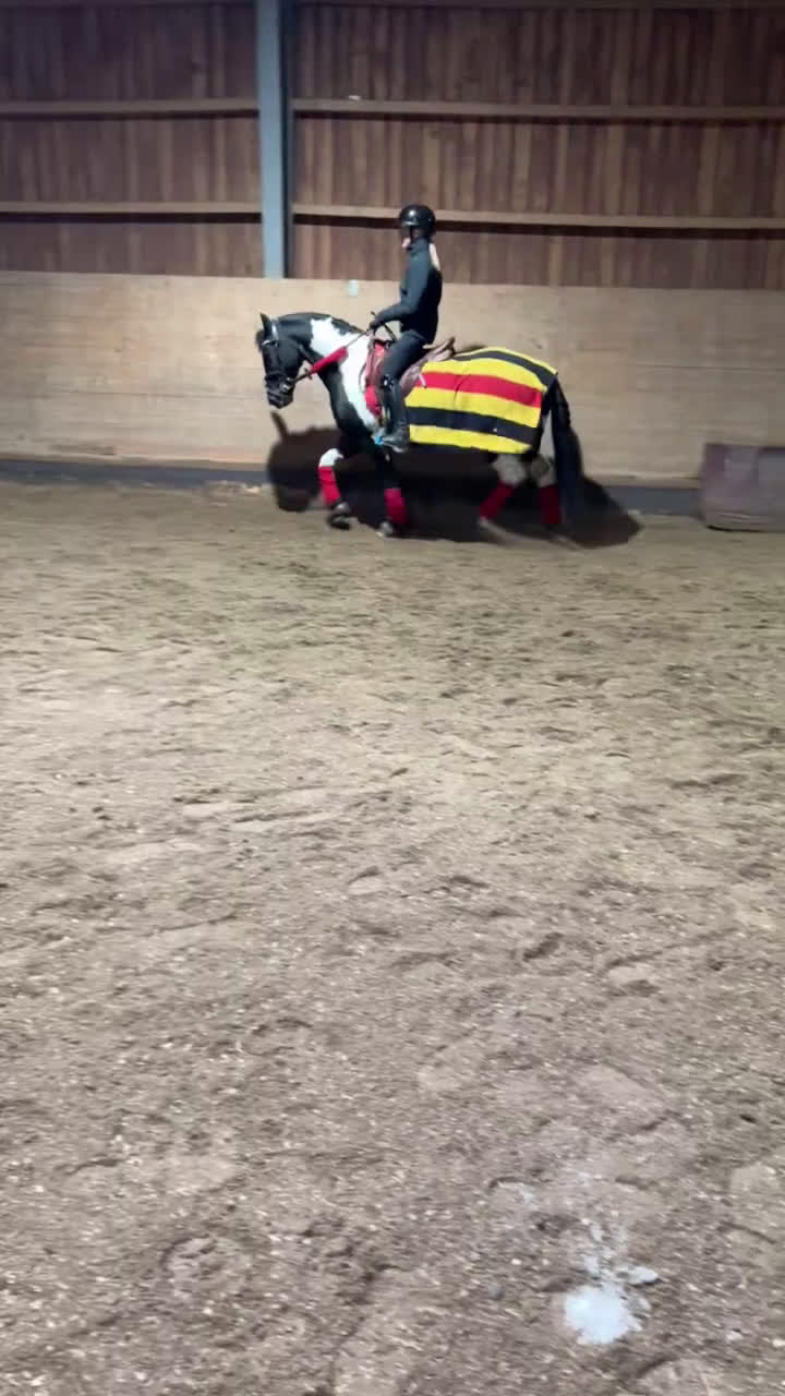 Sällskap hästar till salu: Riktigt gullig ponny för sällskap och skogsridning - Video 2