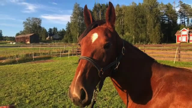 Trav hästar till salu: Flott 2-Års sto i Årjäng - Video 1