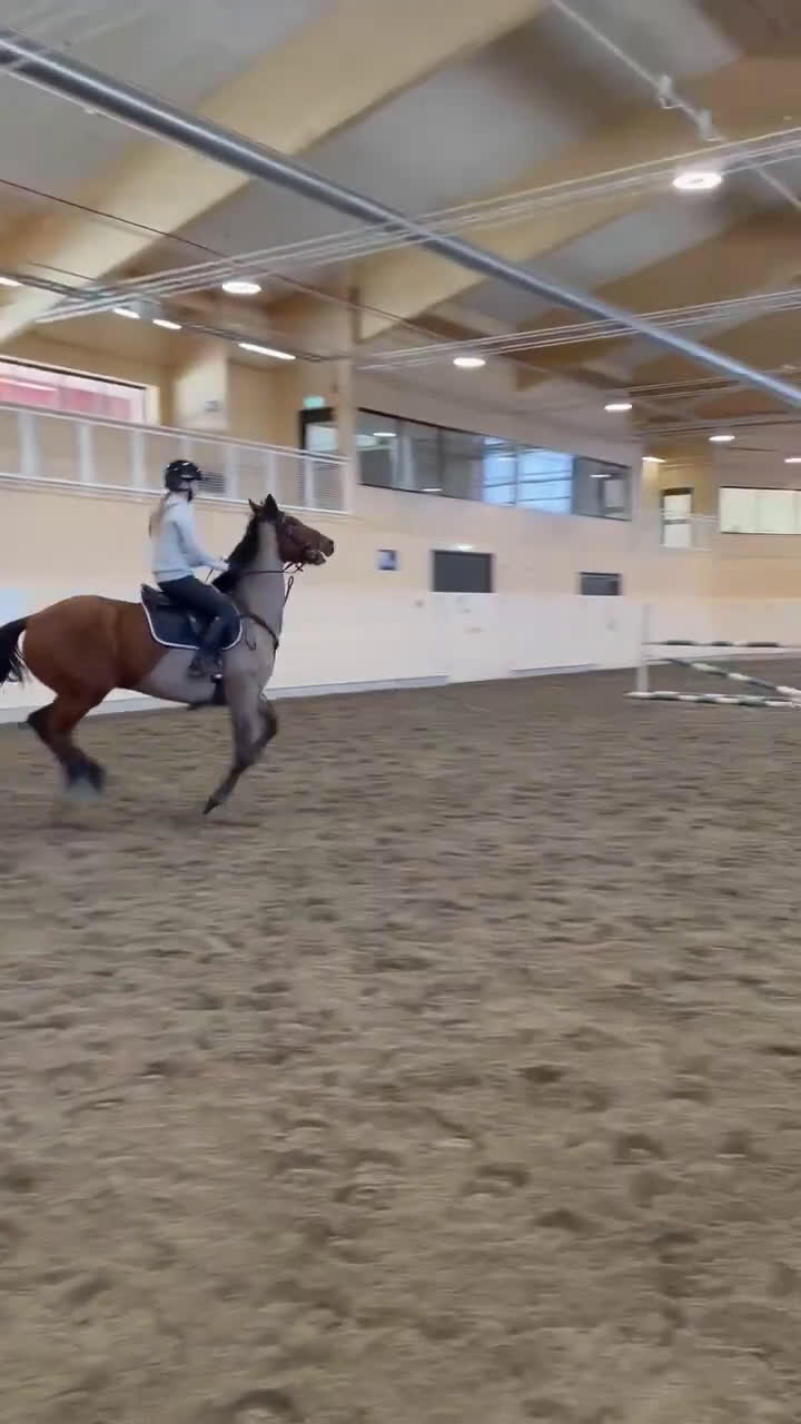 Allround hästar till salu: Piggt och trevligt allroundsto i Boden - Video 1