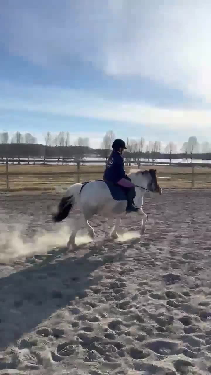 Allround hästar till salu: En vacker, genomklok, lagom tjock ponny - Video 3