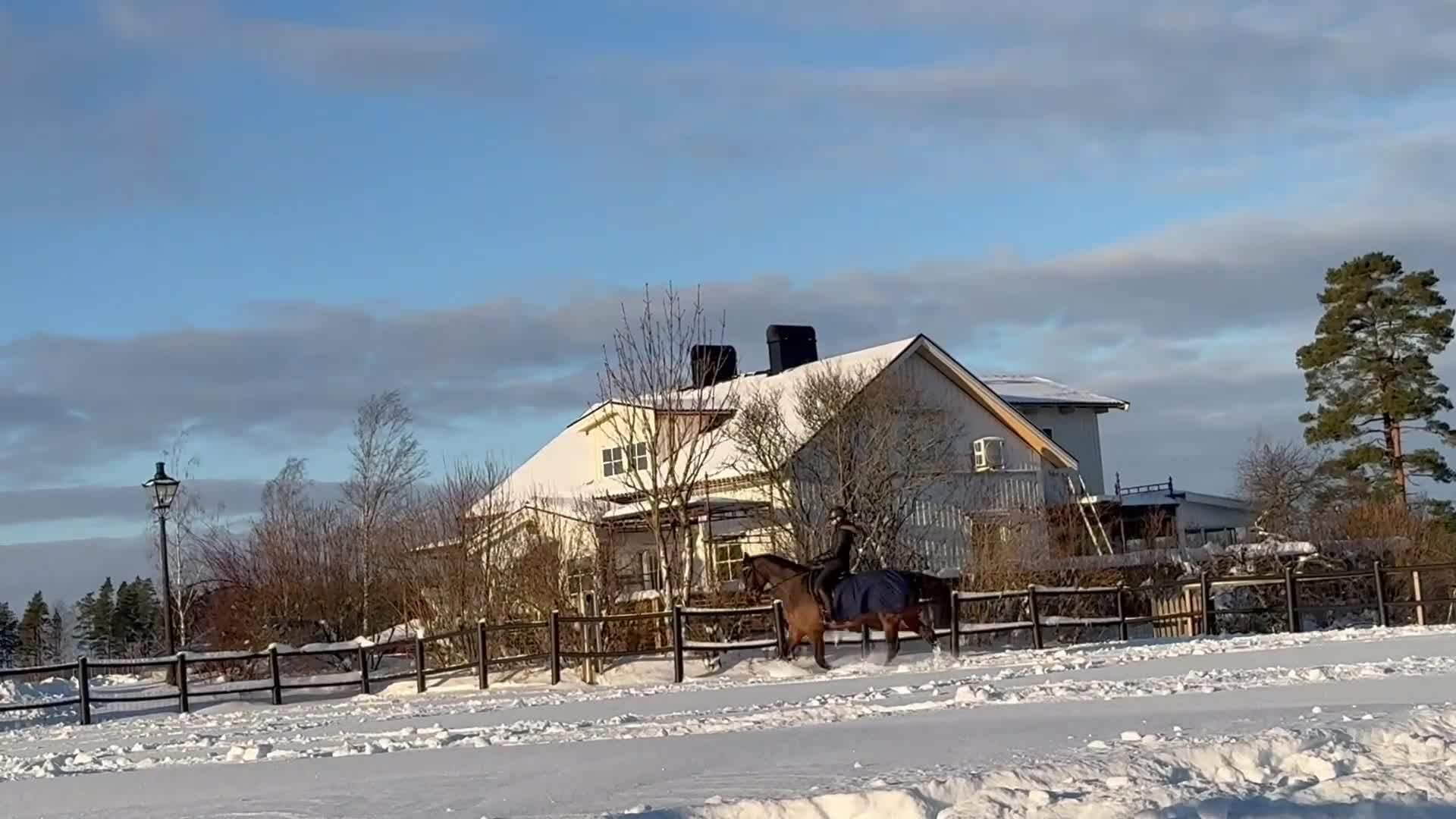 Hoppning hästar till salu: Maffig sporthäst - Video 4