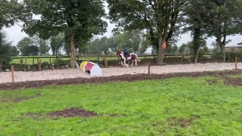 Allround hästar till salu: Riding school/ Alrounder / Ride & Drive  - Video 1