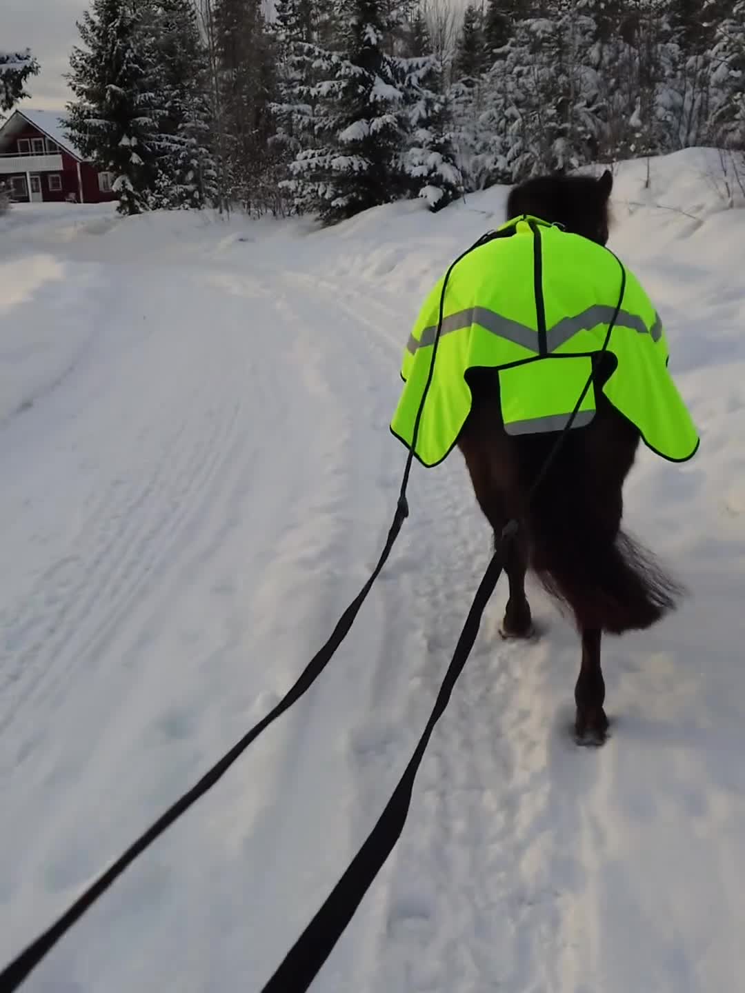 Allround hästar till salu: Guldkille säljes - Video 2