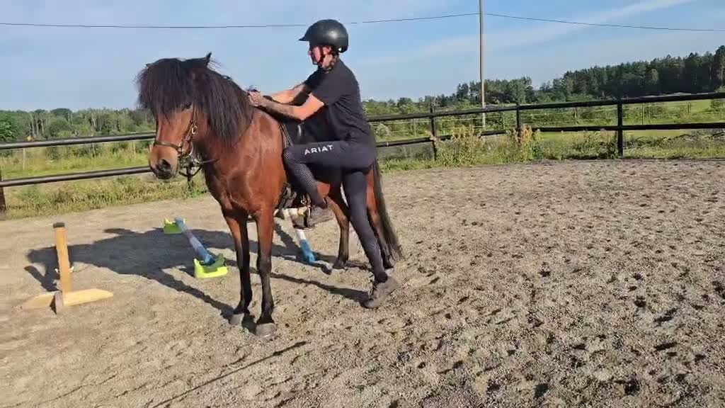 Island hästar till salu: Vackert supertrevligt lovande sto! Ev byte - Video 3