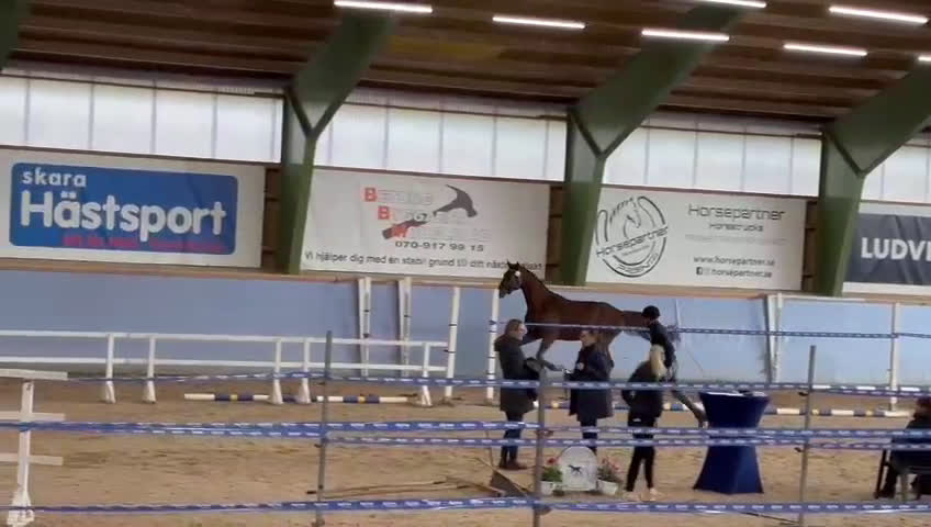 Dressyr hästar till salu: Fin dressyrvalack i Månsarp - Video 3