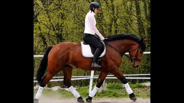 Allround hästar till salu: Magnificent allrounder - unique look - Video 1