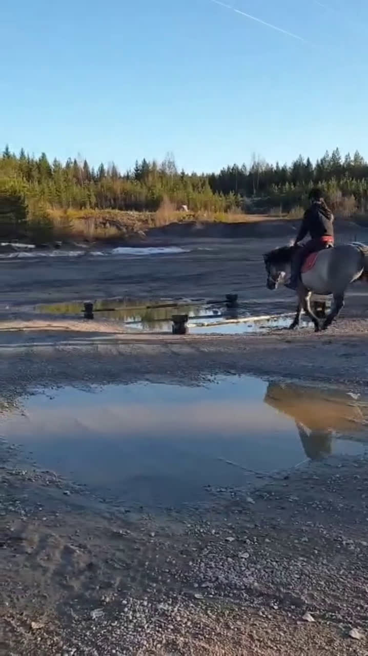 Hoppning hästar till salu: Charmig ponny för den tuffa ryttaren! - Video 2