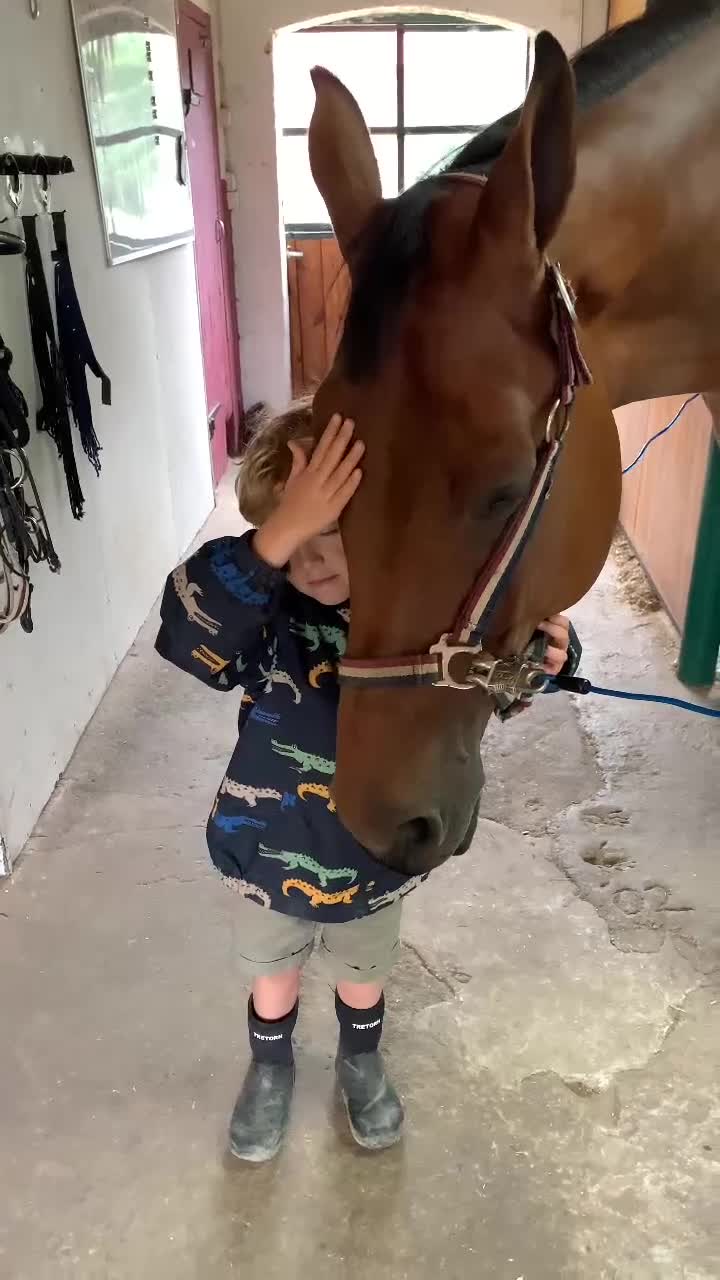 Hoppning hästar till salu: Underbar, vacker kille med potential - Video 4