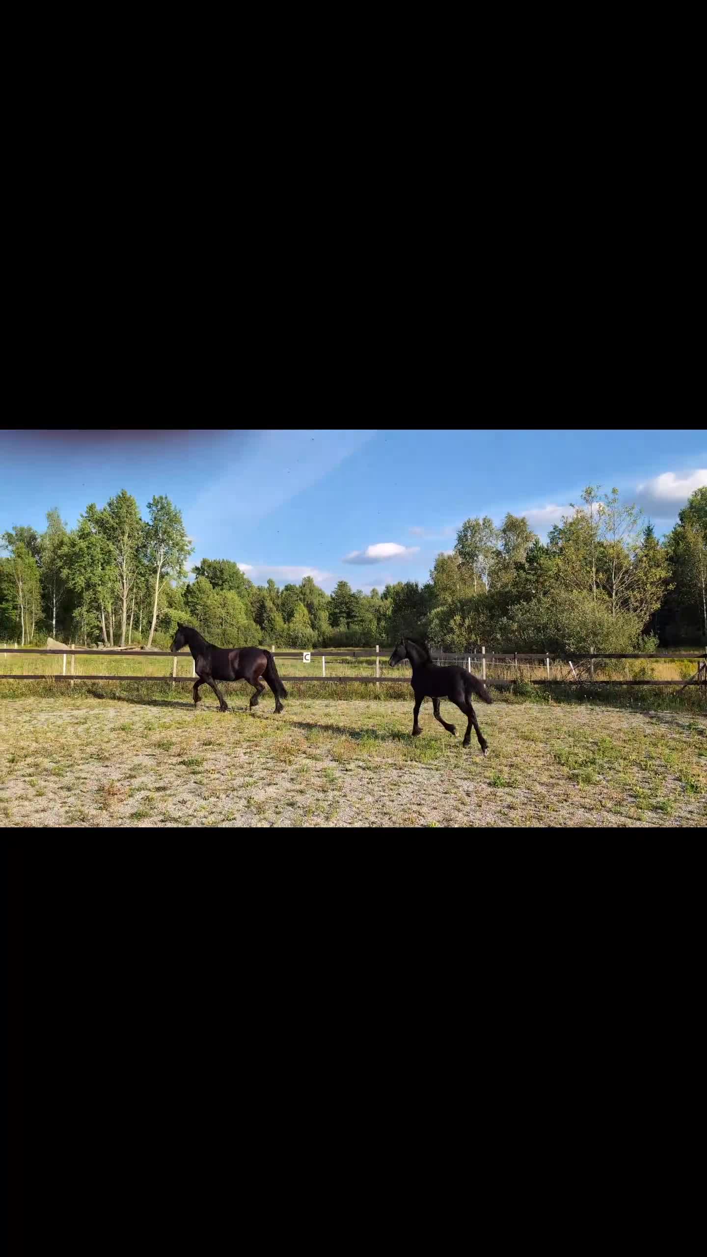 Dressyr hästar till salu: Prinsessan Hera letar efter sin egna människa  - Video 1